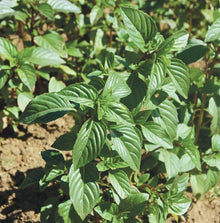 Basil 'Sweet Thai' organic