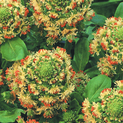 Sweet Scented Mignonette 