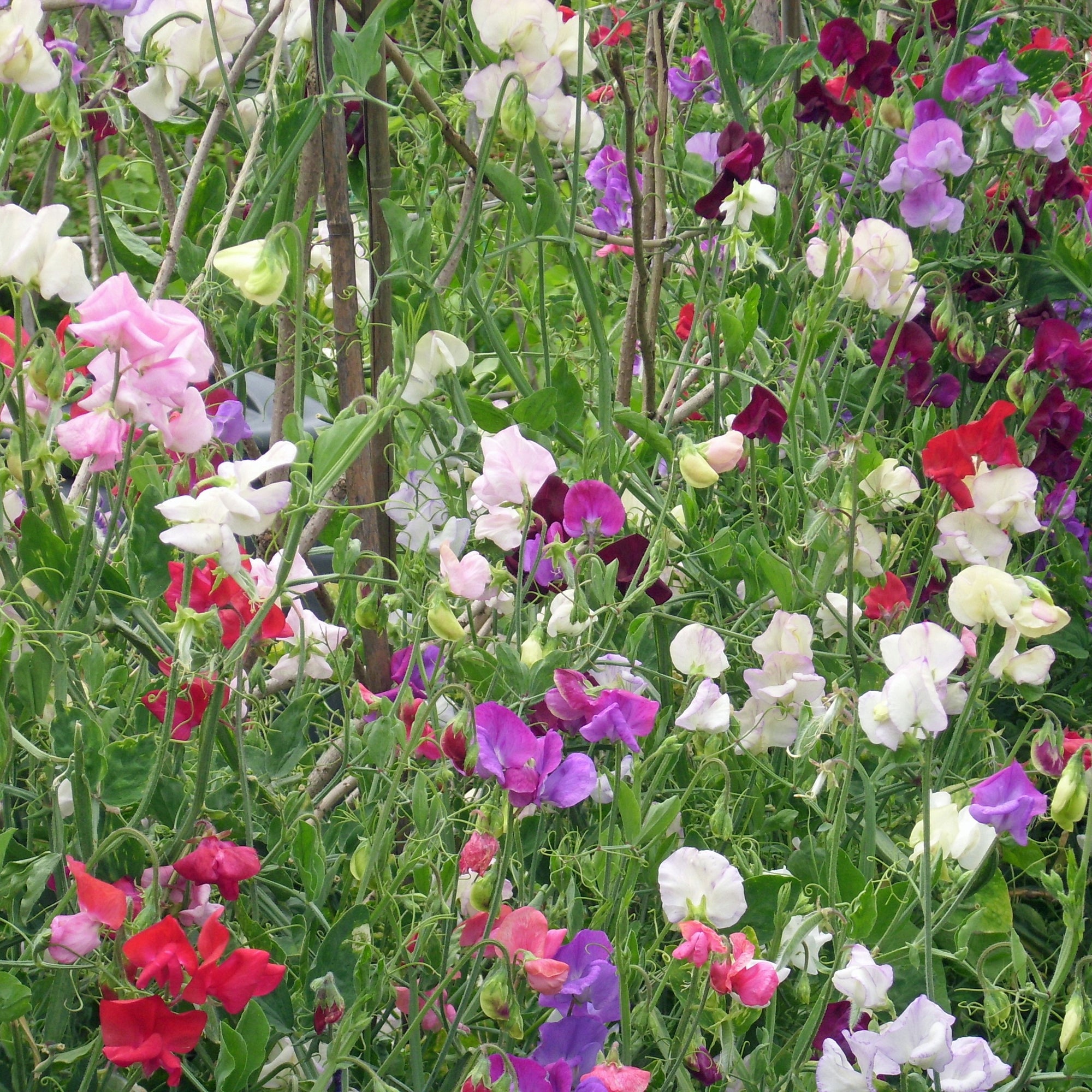 Mélange de Pois de senteur