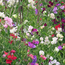 Mélange de Pois de senteur
