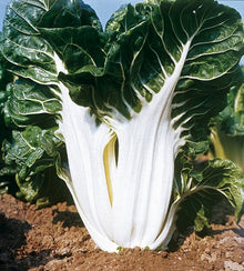 Semences Bette à carde 'Argentata n°3' (Beta vulgaris)