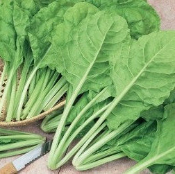 Swiss chard 'Perpetual da taglio'