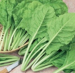 Semences Bette à carde 'Perpetual da taglio' (Beta vulgaris)