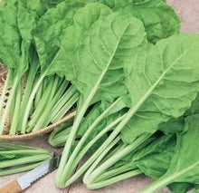 Semences Bette à carde 'Perpetual da taglio' (Beta vulgaris)