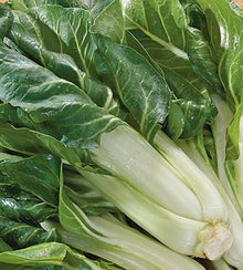 Semences Bette à carde 'Costa barese' (Beta vulgaris)