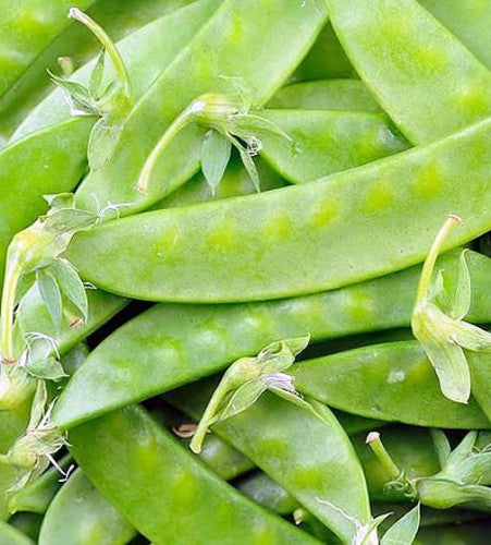 Semences Pois mange-tout grimpant 'Swiss Snow Pea Sugar Pod' (Pisum