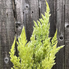 Celosia 'Sylphid' organic