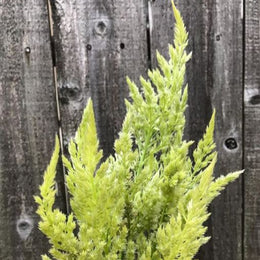Celosia 'Sylphid' organic