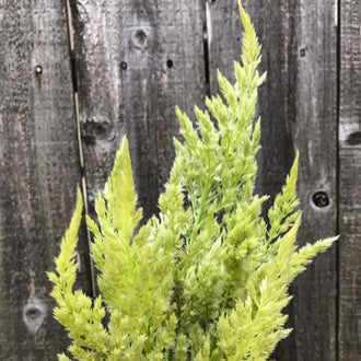 Organic 'Sylphid' Celosia Seeds by Gaia, product image prepared for Canadian gardeners.