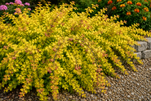 Symphoricarpos × chenaultii 'Brin de Soleil'