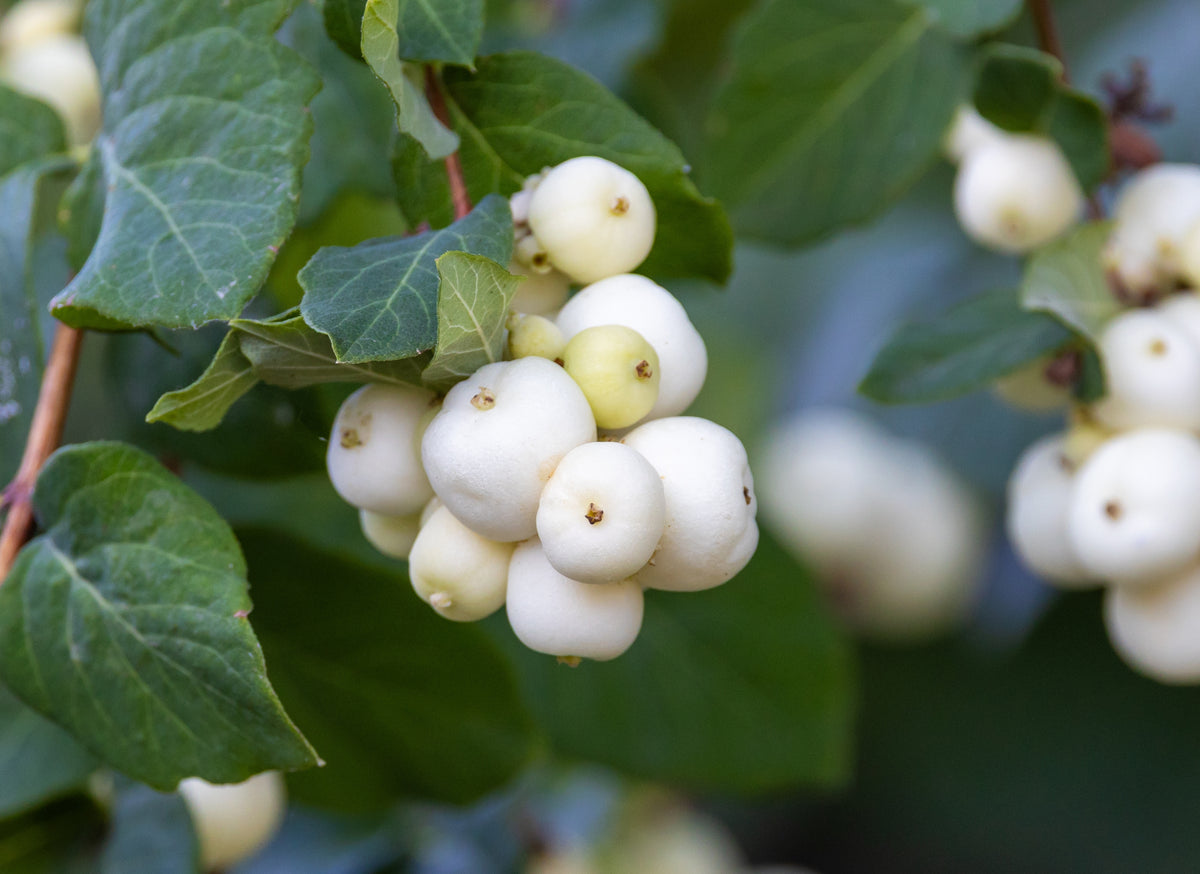 Symphoricarpos albus
