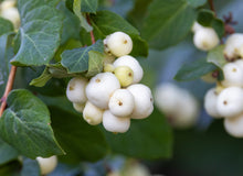 Symphoricarpos albus