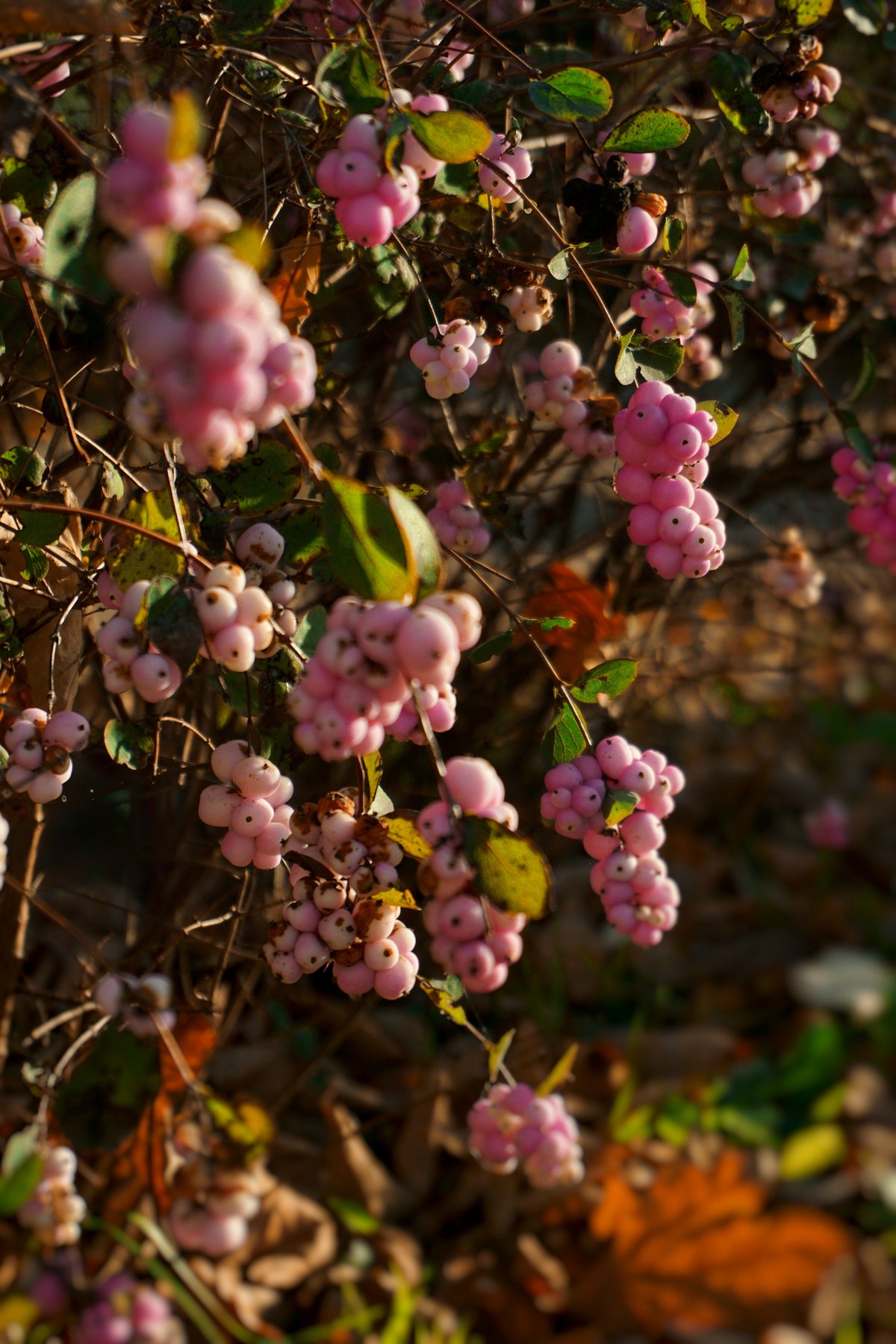 Symphoricarpos × doorenbosii 'Amethyst'