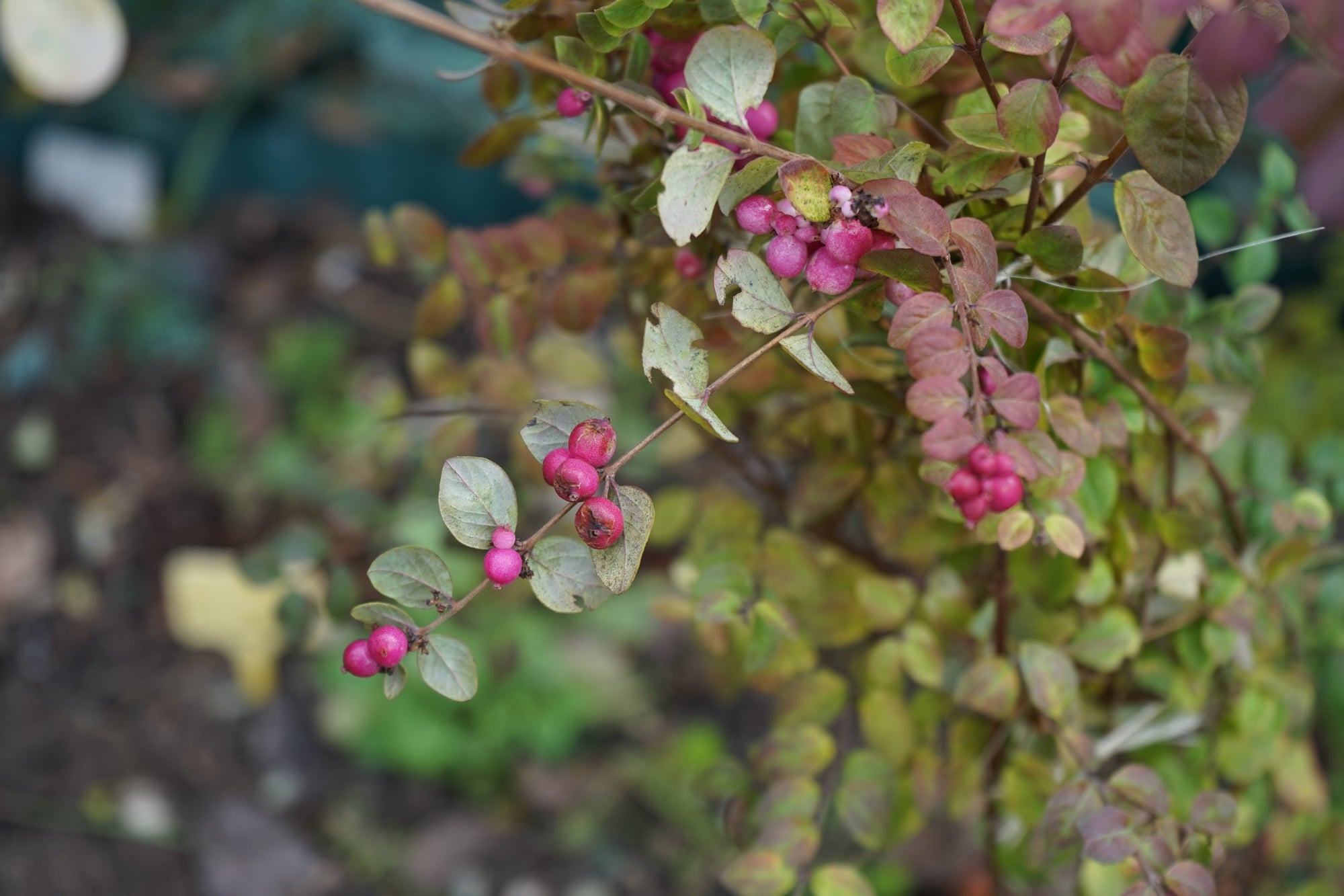 Symphoricarpos × doorenbosii 'Magic Berry'