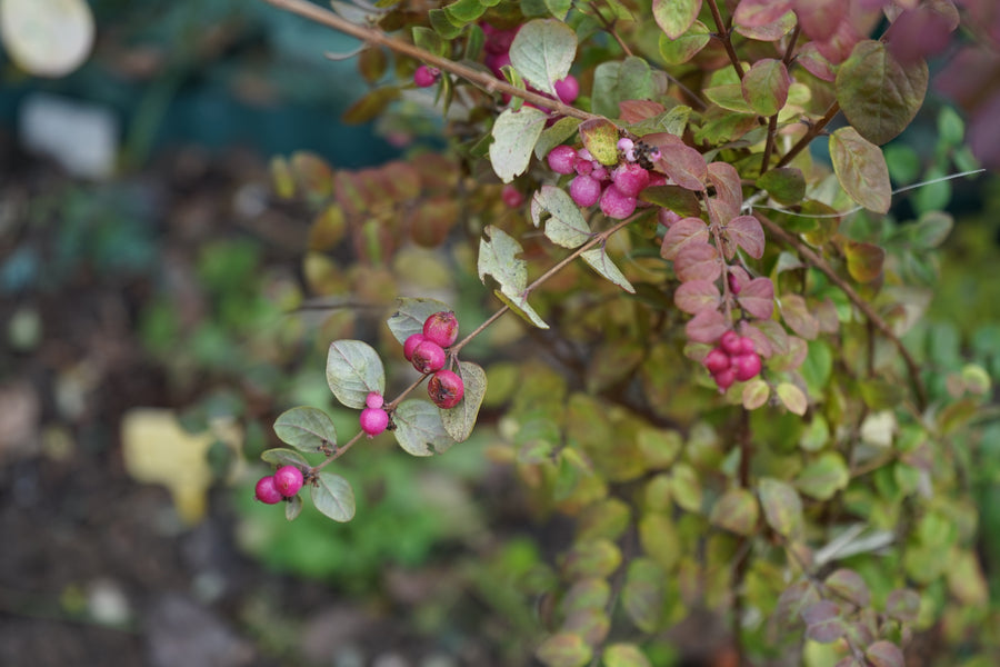 Symphoricarpos × doorenbosii 'Magic Berry'