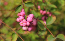 Symphoricarpos × doorenbosii 'Pink Posy'
