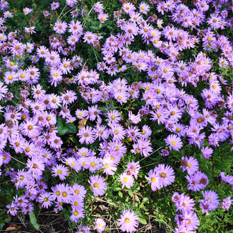 Image officielle de Aster de Laevis, Symphyotrichum laeve, associée au petit sachet de semences.