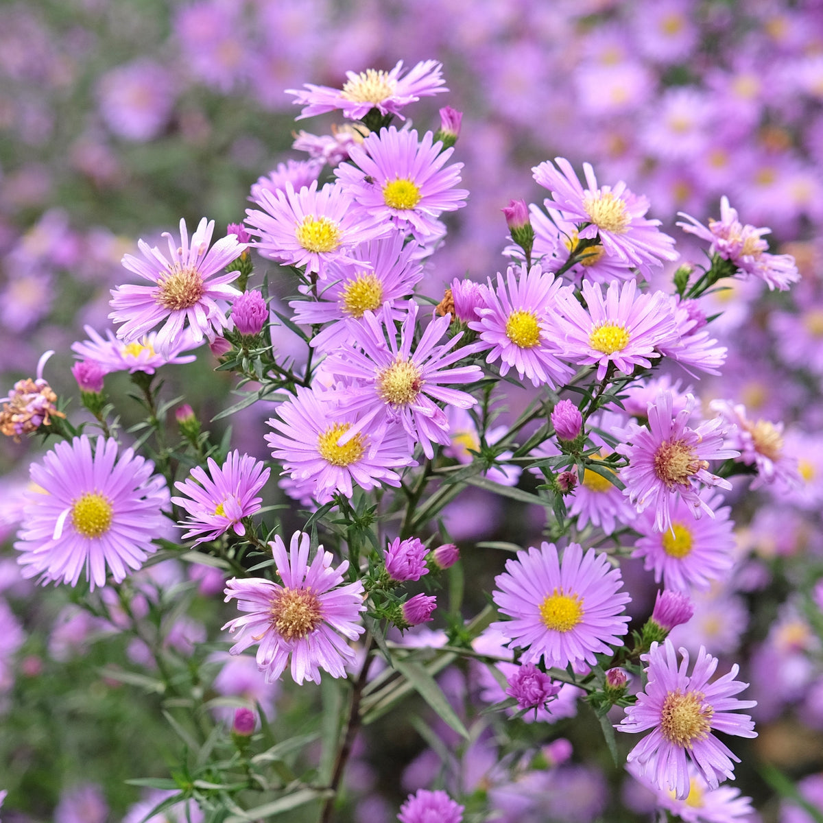 Image officielle de Aster de la Nouvelle-Angleterre, Symphyotrichum novae-angliae, associée au.