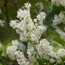 Syringa reticulata 'Ivory Silk'