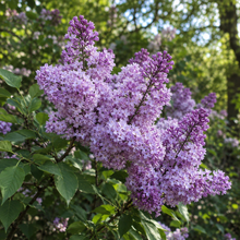 Syringa prestoniae 'Nocturne'