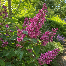 Syringa prestoniae 'Red Wine'