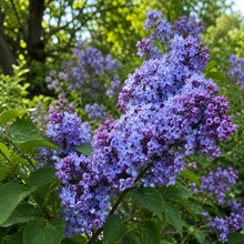 Syringa vulgaris 'Wonder Blue'