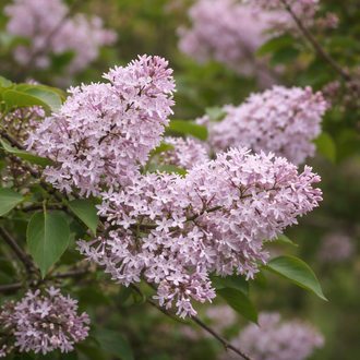 Lilas de Julien ‘Hers’ (Syringa julianae)