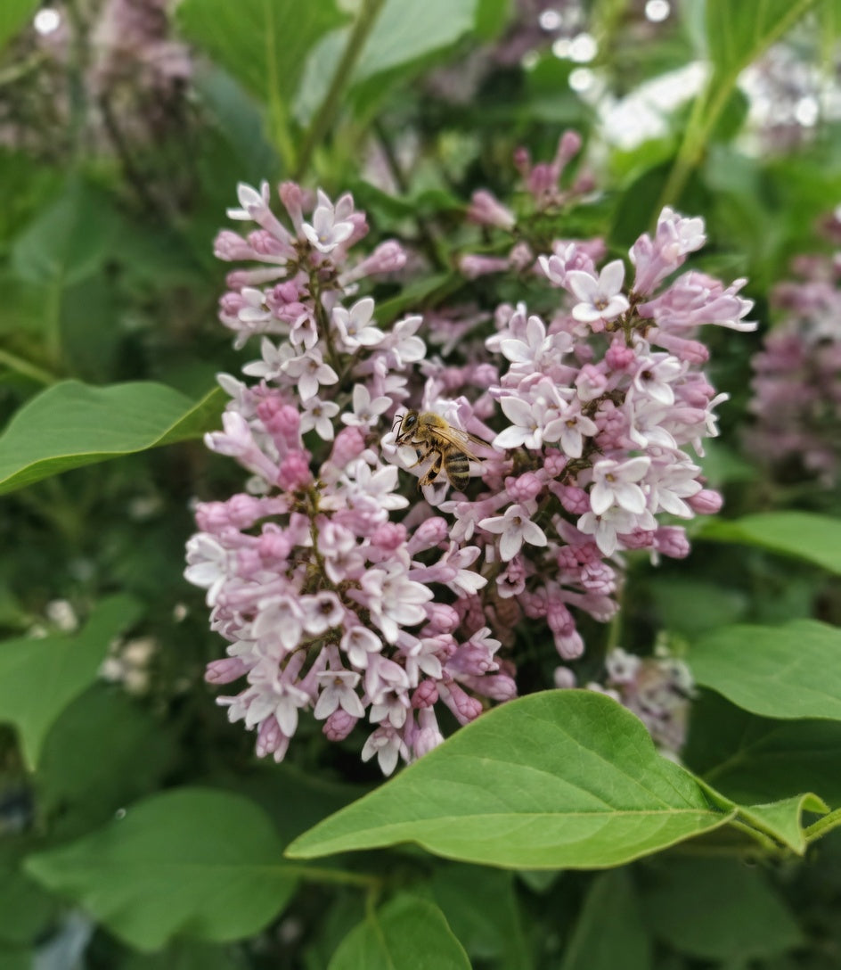 Syringa meyeri ‘Baby Kim’