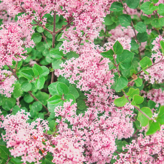 Lilas de Meyer ‘Flowerfesta Pink’ (Syringa meyeri)