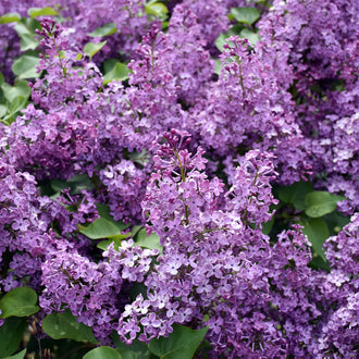 Lilas de Meyer ‘Flowerfesta Purple’ (Syringa meyeri)