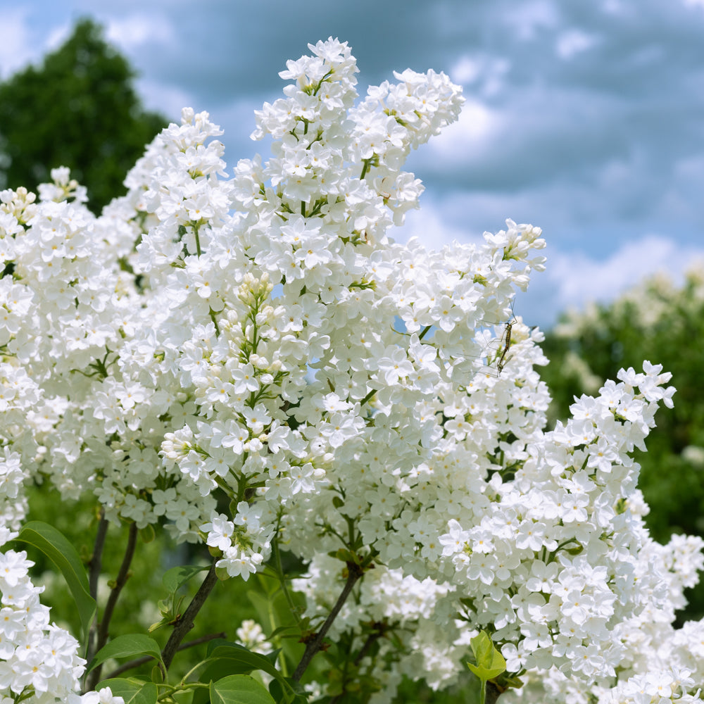 Lilas de Meyer ‘Flowerfesta White’ (Syringa meyeri)