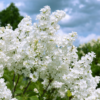 Lilas de Meyer ‘Flowerfesta White’ (Syringa meyeri)