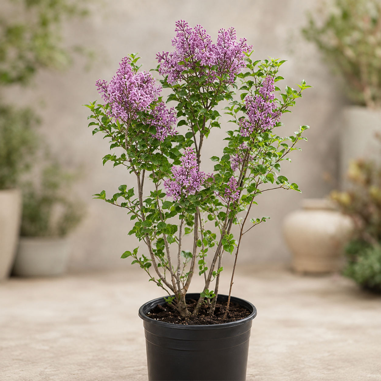 Syringa meyeri 'Palibin'