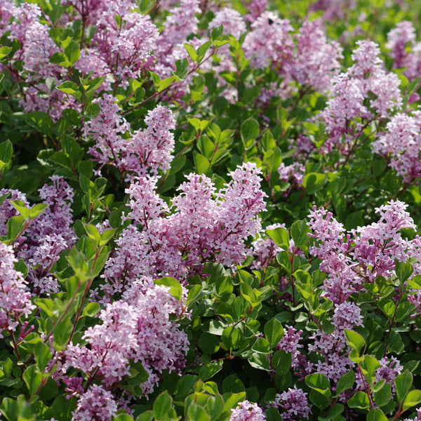 Syringa meyeri 'Palibin'