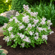 Syringa meyeri 'Pearl Potion'