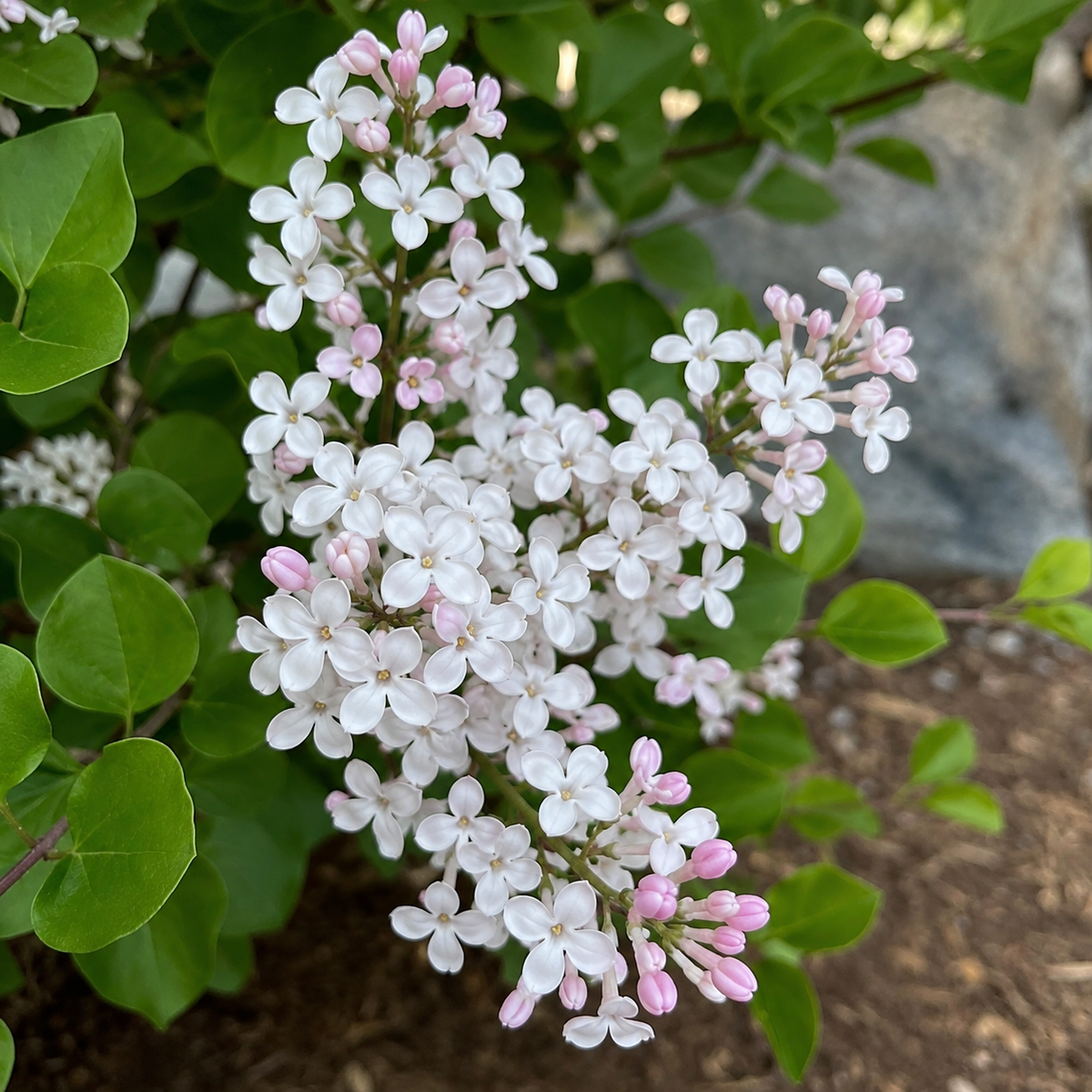 Syringa meyeri 'Pearl Potion'