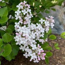Syringa meyeri 'Pearl Potion'