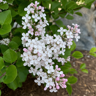 Lilas de Meyer ‘Pearl Potion’ (Syringa meyeri)