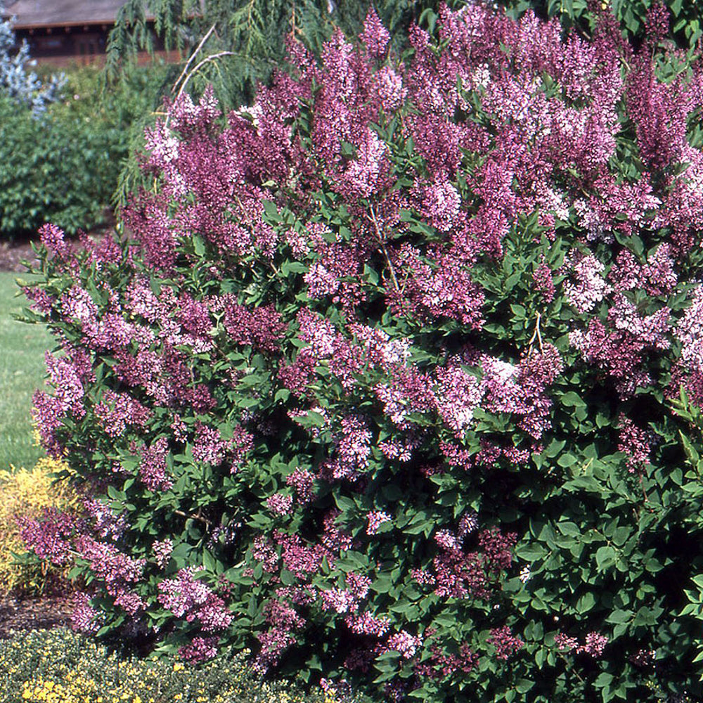 Lilas de Corée ‘Miss Kim’ (Syringa patula)