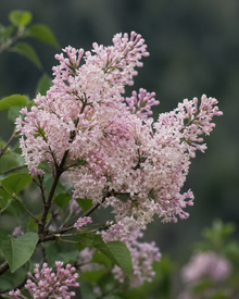 Syringa prestoniae 'Isabella'