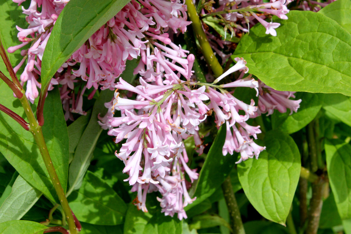 Syringa × prestoniae 'James Macfarlane'