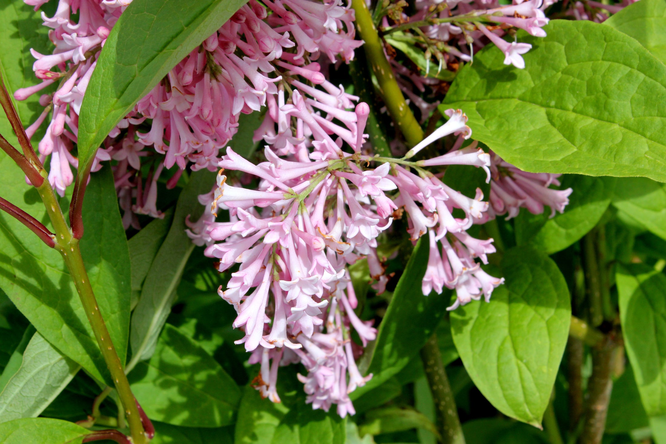 Syringa × prestoniae 'James Macfarlane'
