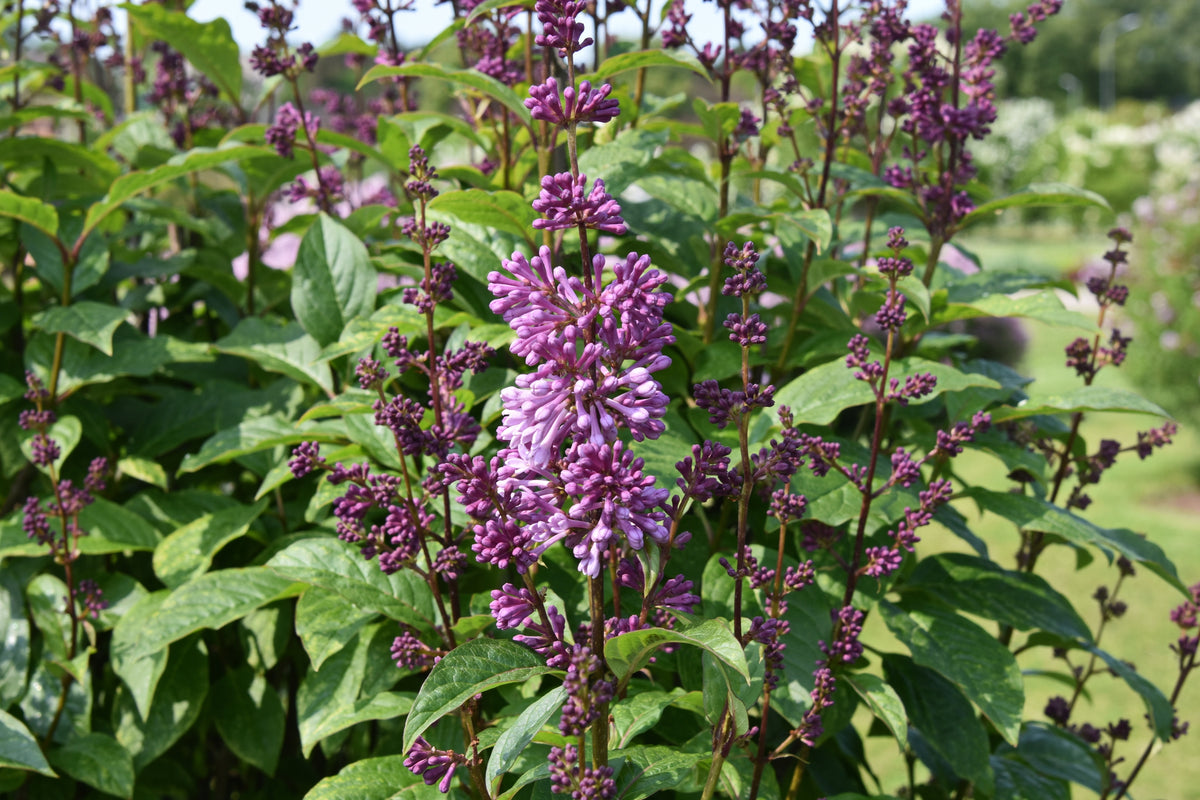 Syringa × prestoniae 'Minuet'