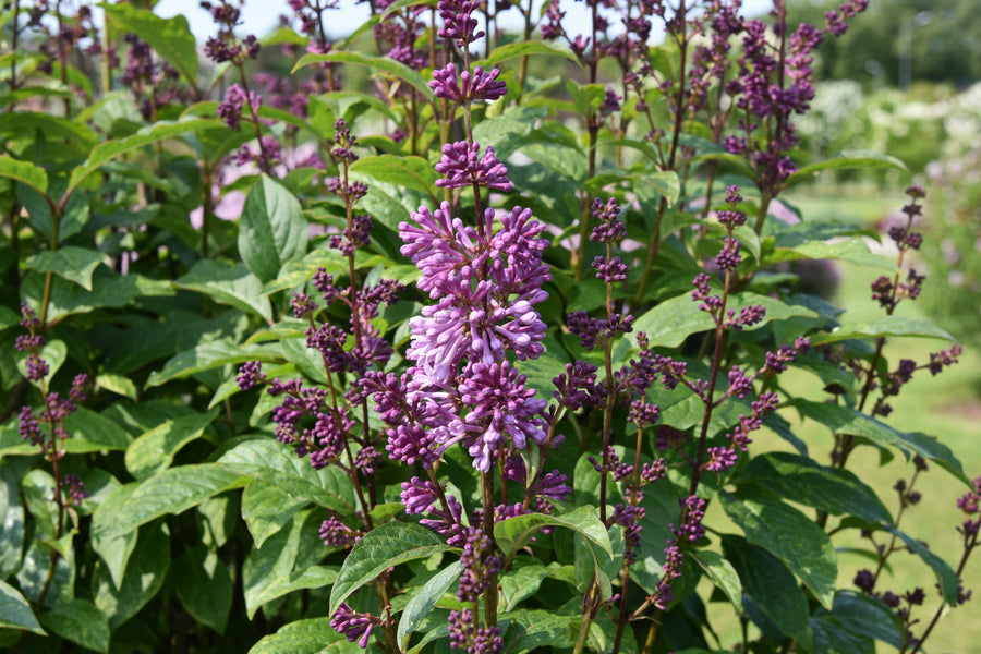 Syringa × prestoniae 'Minuet'