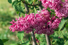Syringa prestoniae 'Miss Canada'