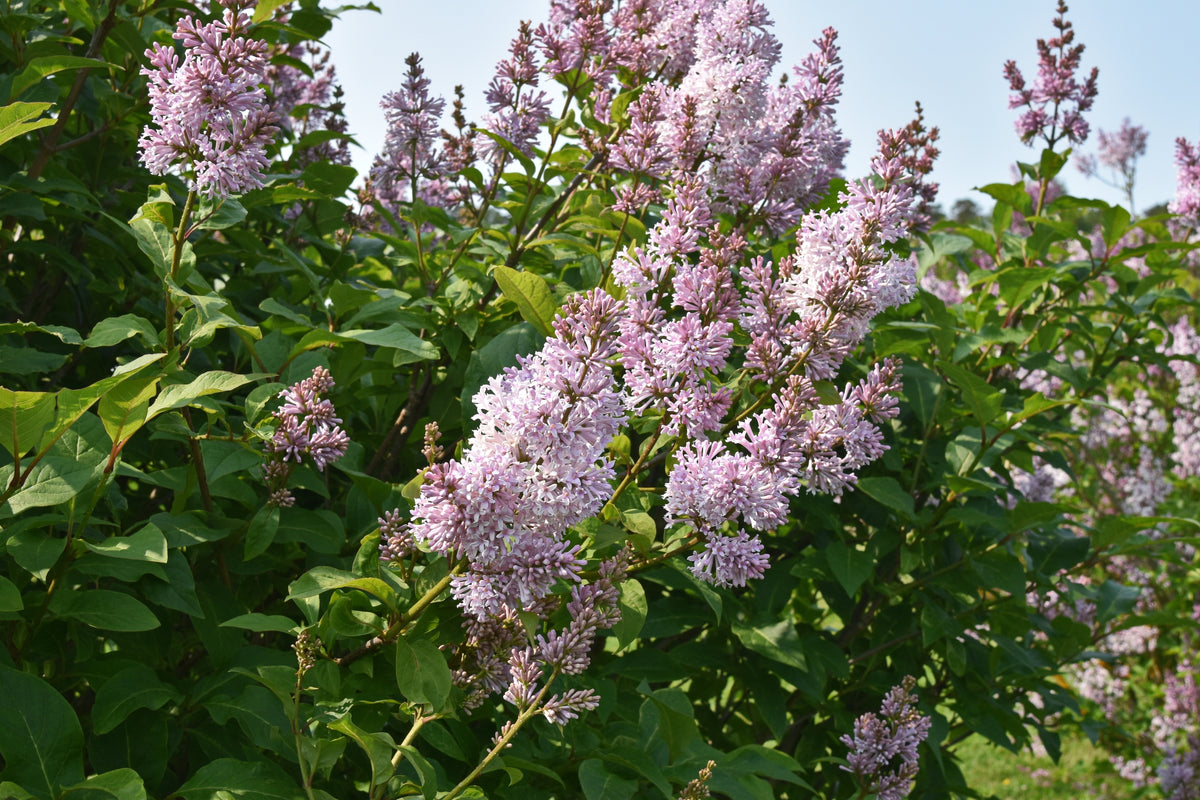 Lilas de Preston ‘Royalty’ (Syringa prestoniae)