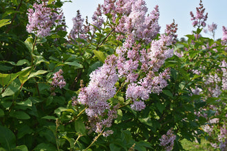 Lilas de Preston ‘Royalty’ (Syringa prestoniae)