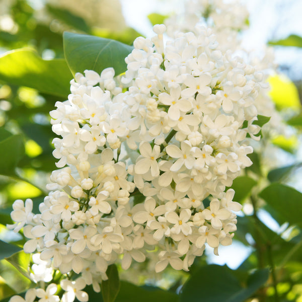 Syringa reticulata 'Ivory Silk'