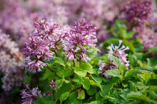 Syringa villosa