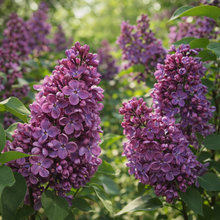 Syringa vulgaris 'Agincourt Beauty'